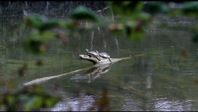 Le tartarughe del laghetto di Villa Smeraldi